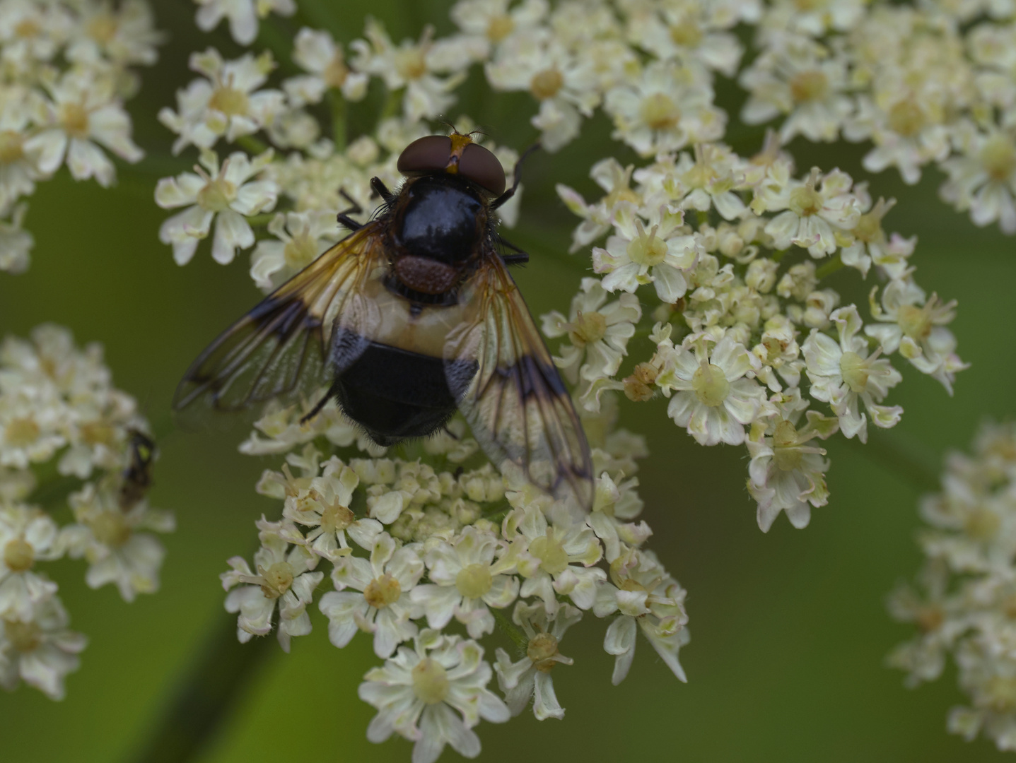 Gemeine Waldschwebfliege