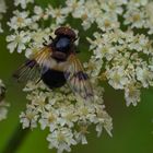 Gemeine Waldschwebfliege