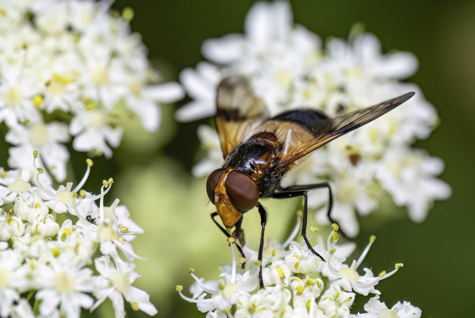 Gemeine Waldschwebfliege