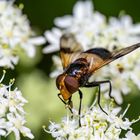 Gemeine Waldschwebfliege