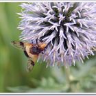 Gemeine Waldschwebfliege