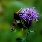 Gemeine Waldschwebfliege im Fokus