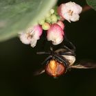 Gemeine Waldschwebfliege kopfunter