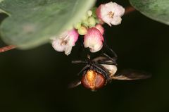 Gemeine Waldschwebfliege kopfunter