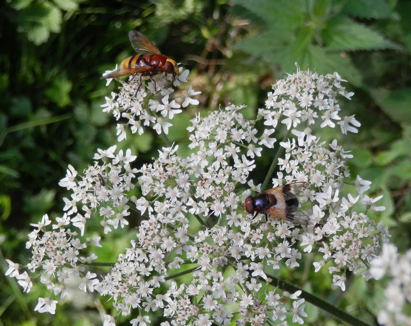 Gemeine Waldschwebfliege und Große Waldschwebfliege auf Wiesen-Bärenklau