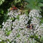 Gemeine Waldschwebfliege und Große Waldschwebfliege auf Wiesen-Bärenklau