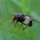 Gemeine Waldschwebfliege (Volucella pellucens)