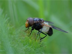 Gemeine Waldschwebfliege (Volucella pellucens)