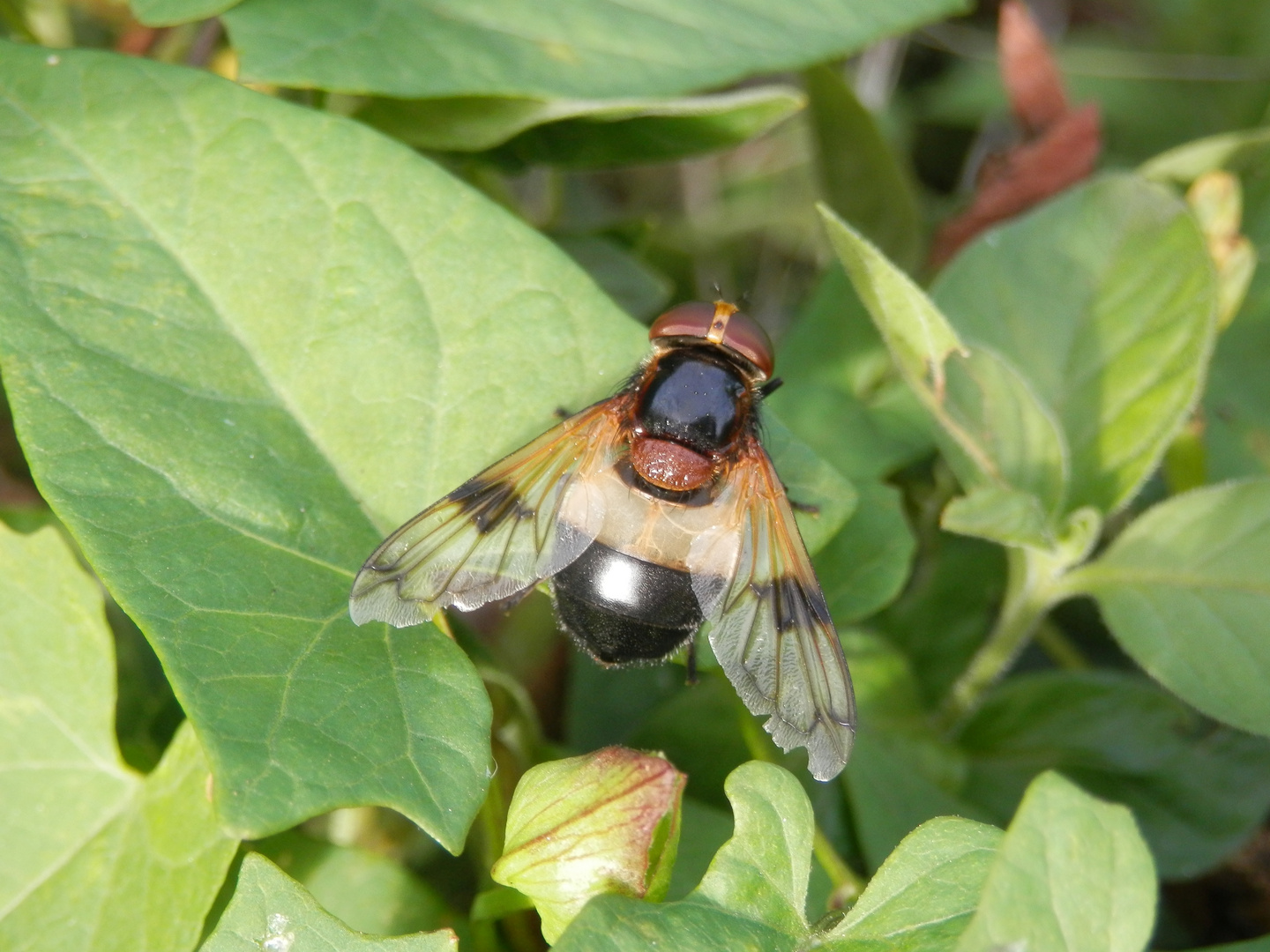 Gemeine Waldschwebfliege (Volucella pellucens)