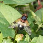 Gemeine Waldschwebfliege (Volucella pellucens)