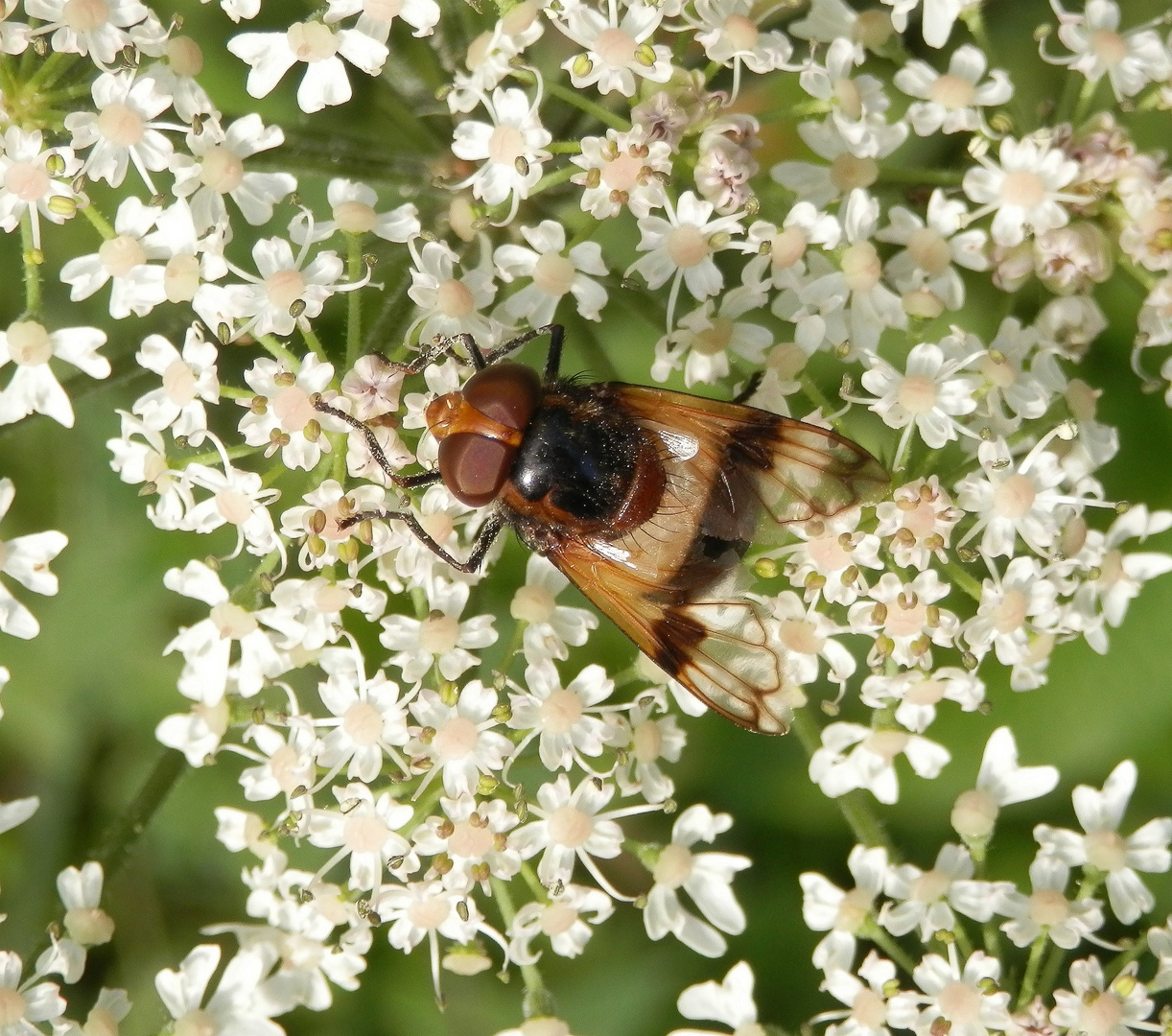 Gemeine Waldschwebfliege (Volucella pellucens)