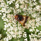 Gemeine Waldschwebfliege (Volucella pellucens)