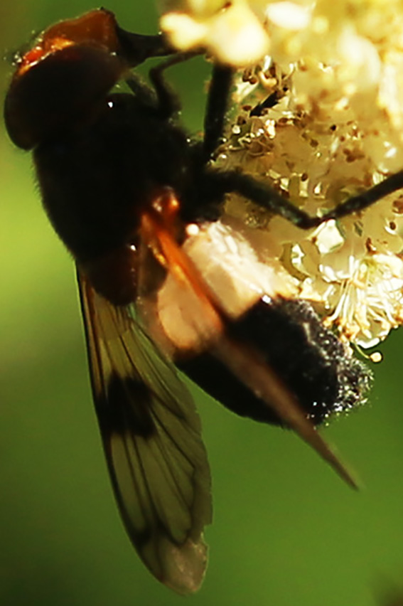 Gemeine Waldschwebfliege (Volucella pellucens)