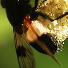 Gemeine Waldschwebfliege (Volucella pellucens)