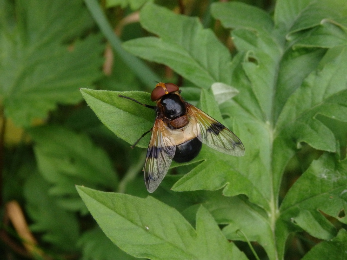 Gemeine Waldschwebfliege (Volucella pellucens)