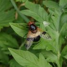 Gemeine Waldschwebfliege (Volucella pellucens)