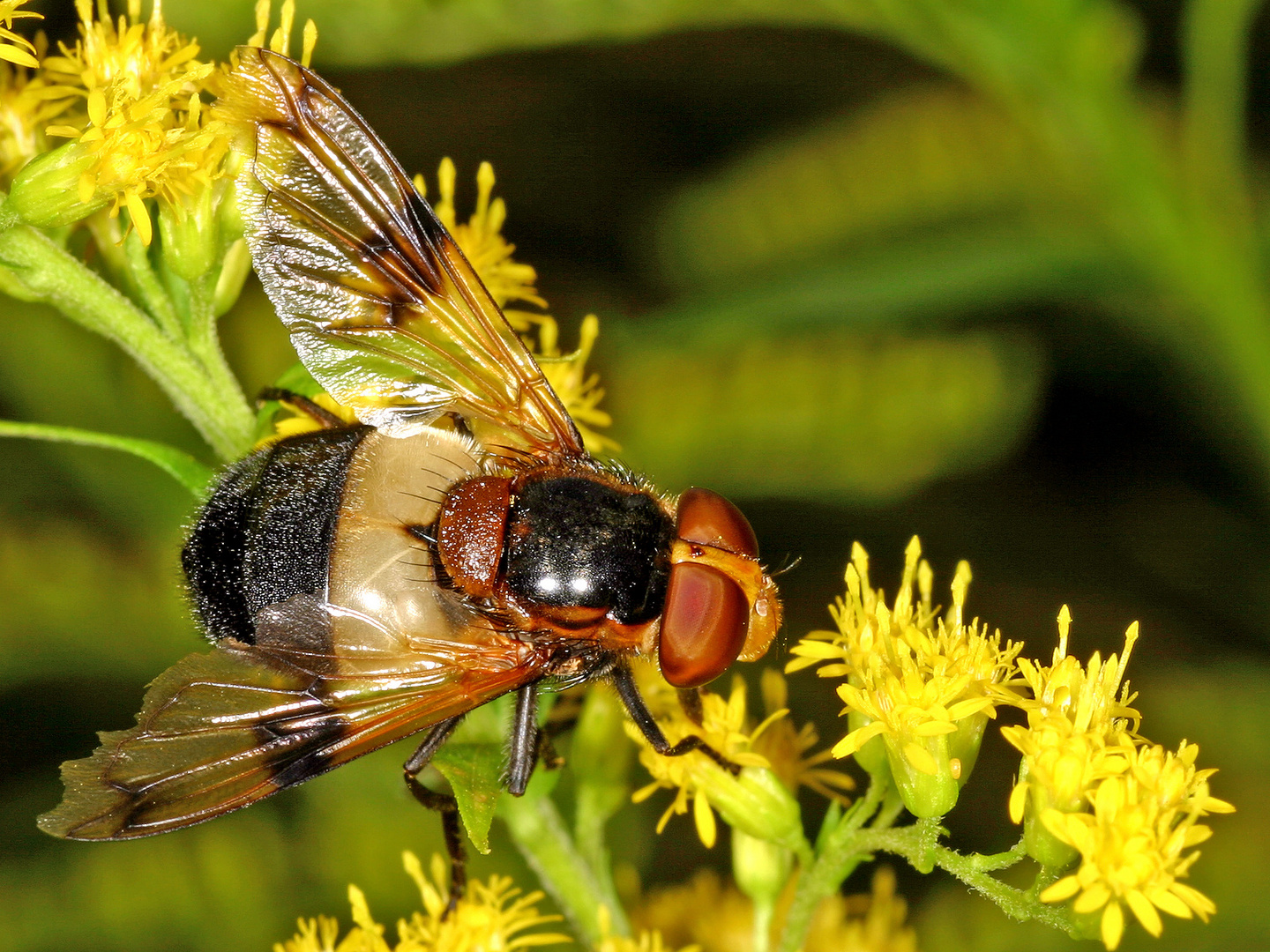 Gemeine Waldschwebfliege (Volucella pellucens)......