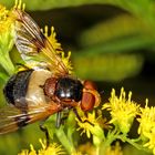 Gemeine Waldschwebfliege (Volucella pellucens)......