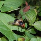 Gemeine Waldschwebfliege ( Volucella pellucens)