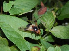 Gemeine Waldschwebfliege ( Volucella pellucens)