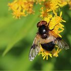 Gemeine Waldschwebfliege (Volucella pellucens).