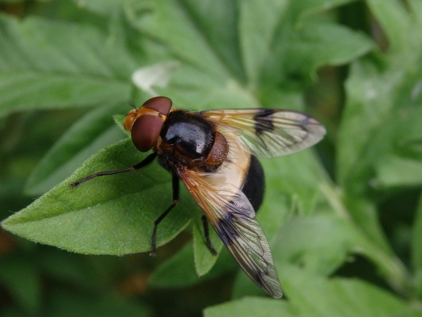 Gemeine Waldschwebfliege (Volucella pellucens)