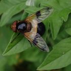 Gemeine Waldschwebfliege (Volucella pellucens)