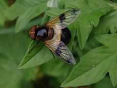 Gemeine Waldschwebfliege (Volucella pellucens)