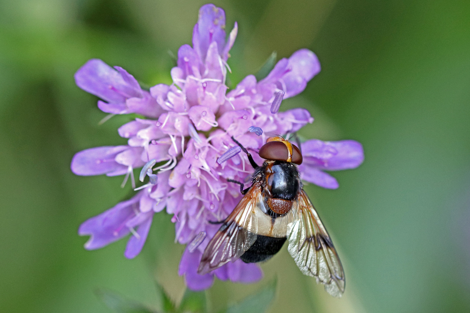 Gemeine Waldschwebfliege (Volucella pellucens) an Skabiose