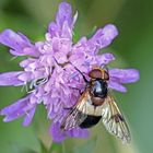 Gemeine Waldschwebfliege (Volucella pellucens) an Skabiose