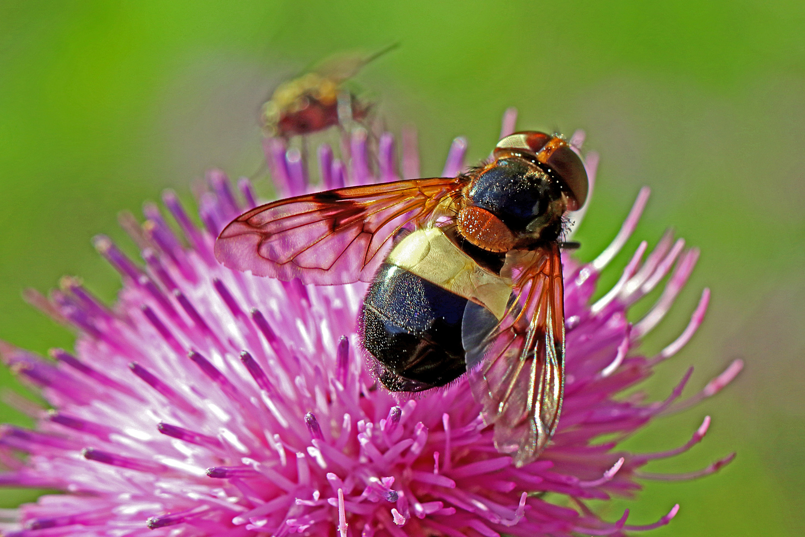 Gemeine Waldschwebfliege (Volucella pellucens)