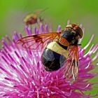 Gemeine Waldschwebfliege (Volucella pellucens)