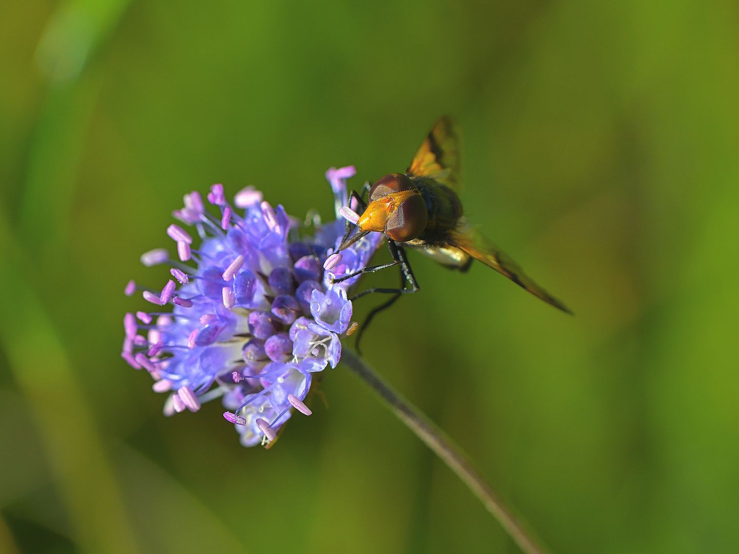 Gemeine Waldschwebfliege (Volucella pellucens)