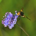 Gemeine Waldschwebfliege (Volucella pellucens)