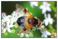 Gemeine Waldschwebfliege (Volucella pellucens)