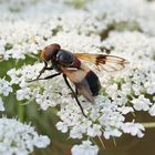 Gemeine Waldschwebfliege / Volucella pellucens