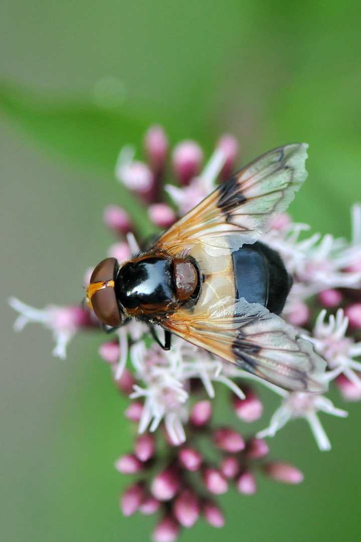 Gemeine Waldschwebfliege (Volucella pellucens) Weibchen