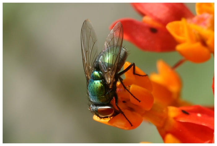 gemeine Waldundwiesenfliege