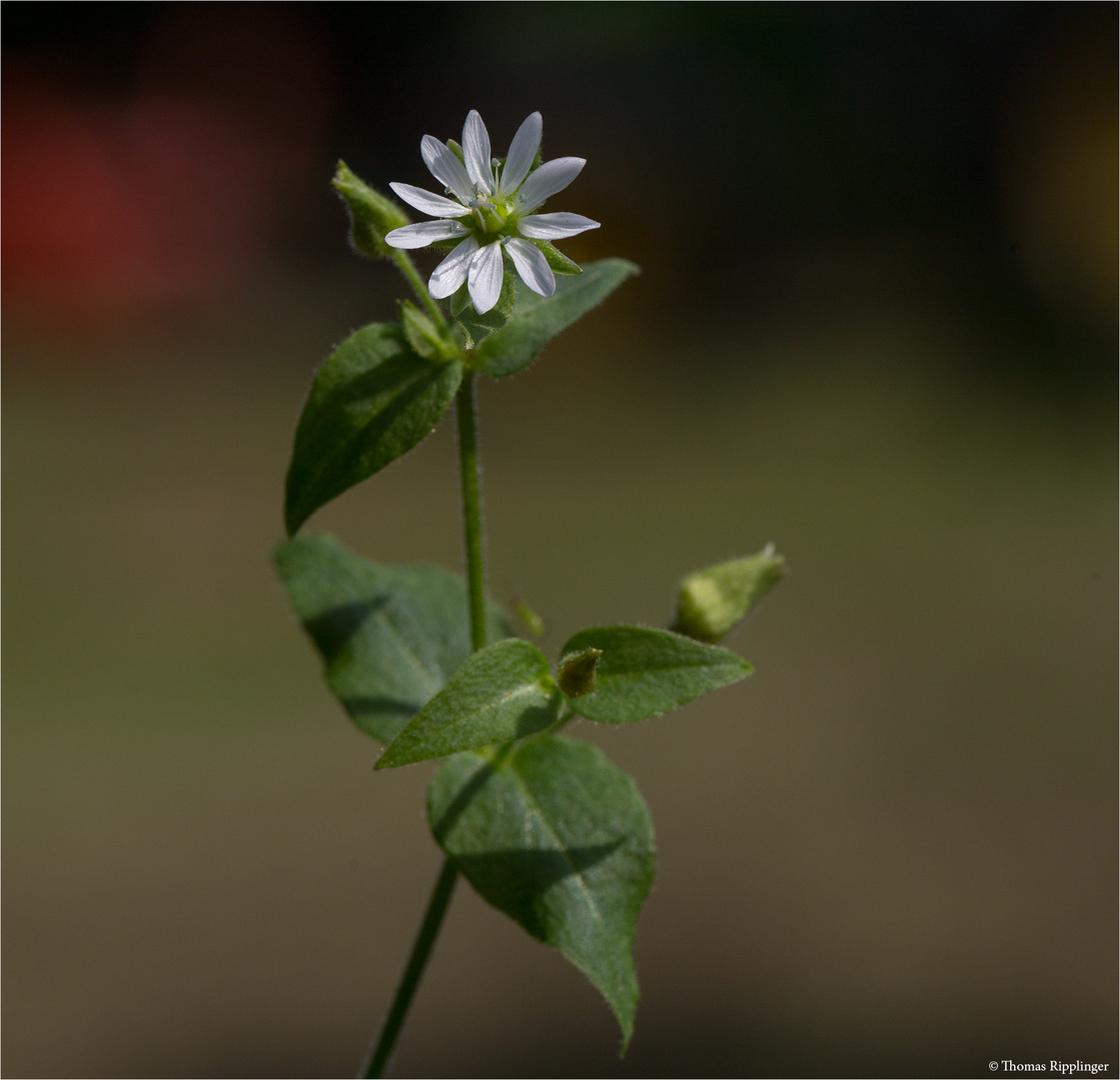 Gemeine Wasserdarm (Myosoton aquaticum) 5312