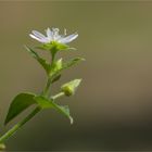 Gemeine Wasserdarm (Myosoton aquaticum) 5319