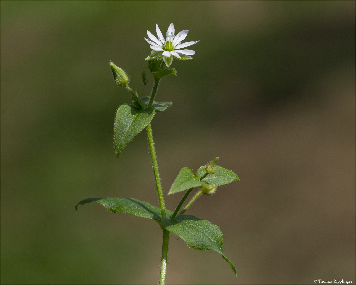 Gemeine Wasserdarm (Myosoton aquaticum) 5323