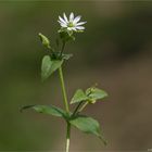 Gemeine Wasserdarm (Myosoton aquaticum) 5323