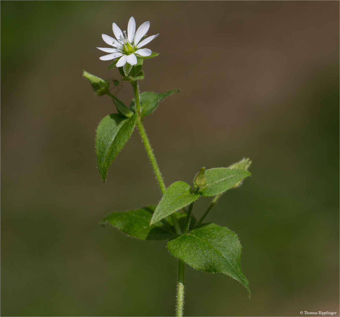 Gemeine Wasserdarm (Myosoton aquaticum) 5327