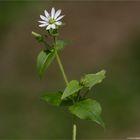 Gemeine Wasserdarm (Myosoton aquaticum) 5327