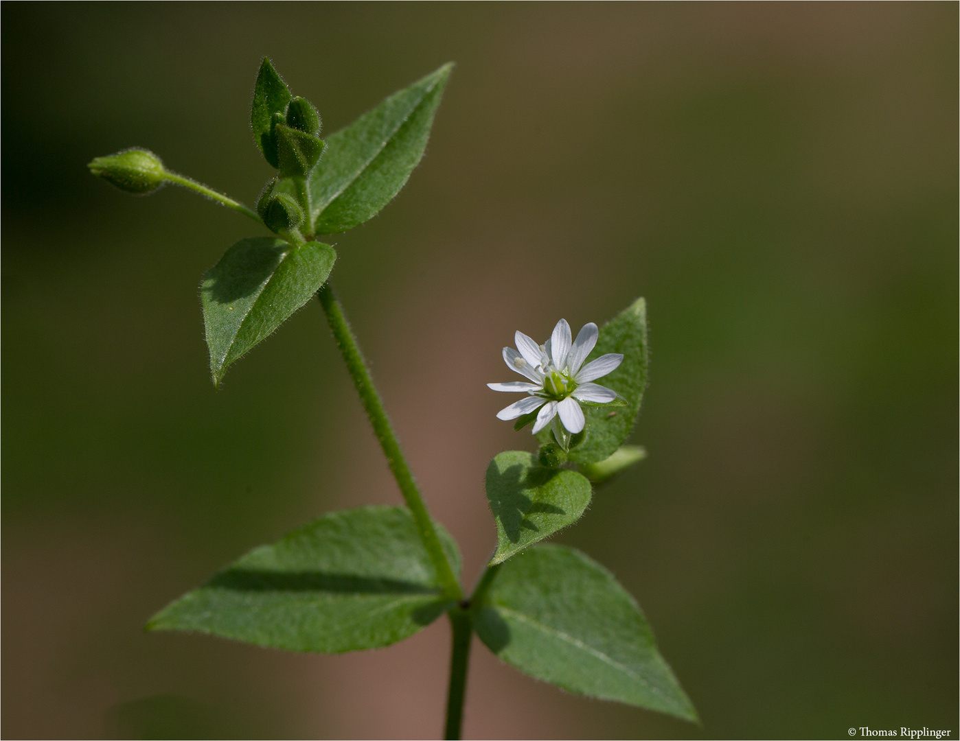 Gemeine Wasserdarm (Myosoton aquaticum) 5337