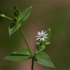 Gemeine Wasserdarm (Myosoton aquaticum) 5337