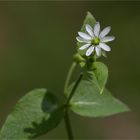 Gemeine Wasserdarm (Myosoton aquaticum) 5340