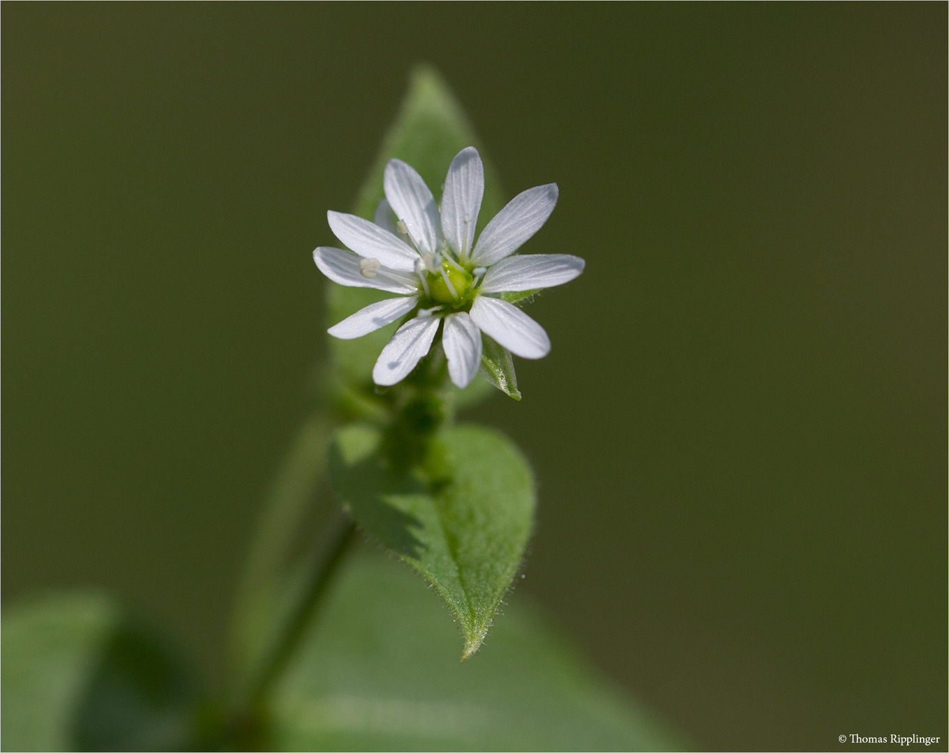 Gemeine Wasserdarm (Myosoton aquaticum) 5343