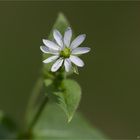 Gemeine Wasserdarm (Myosoton aquaticum) 5343