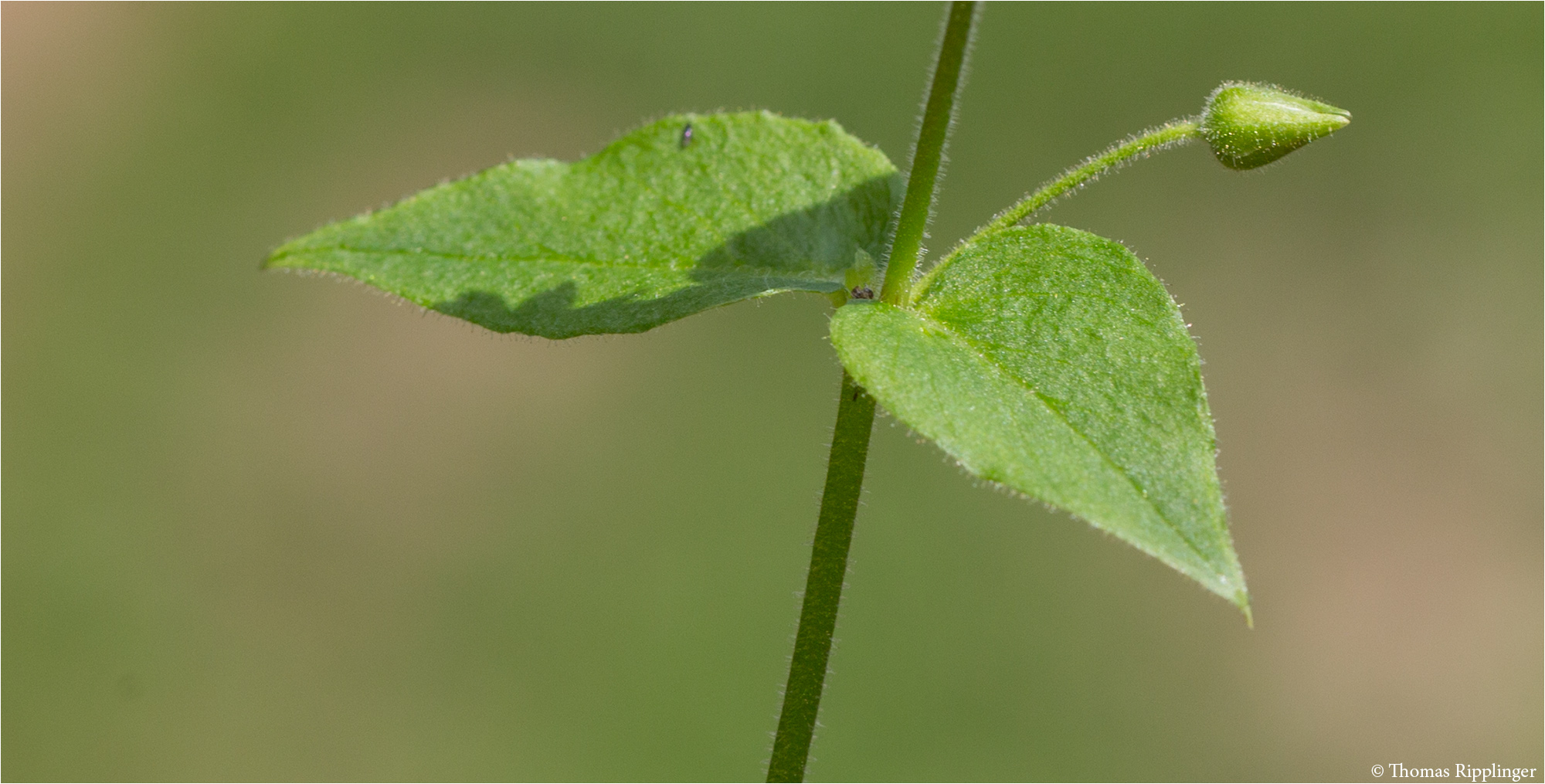 Gemeine Wasserdarm (Myosoton aquaticum) 5347